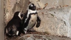 gay-penguins