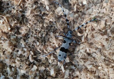 Utrata owadów jako wczesne ostrzeżenie przed systemową niewydolnością biologiczną (2)