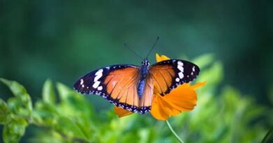 (Polski) Utrata owadów jako wczesne ostrzeżenie przed systemową niewydolnością biologiczną (3)